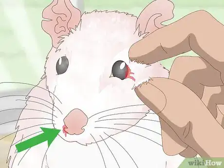 Image intitulée Treat Respiratory Disease in Rats Step 6