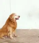 apprendre à un chien à s'assoir