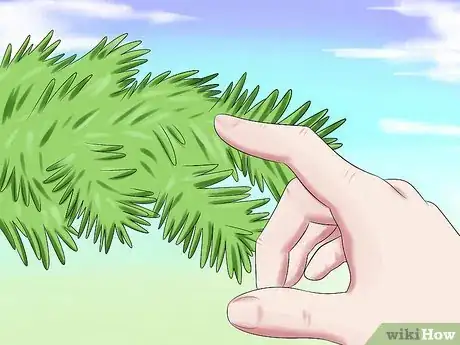 Image intitulée Prune Conifers Step 4