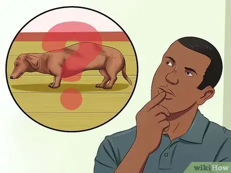 Image intitulée Diagnose Back Problems in Dachshunds Step 11