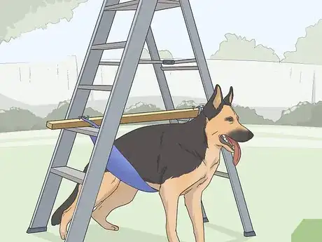Image intitulée Express a Paralyzed Dog's Bladder Step 18