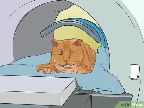 Image intitulée Treat Feline Cancer Step 5