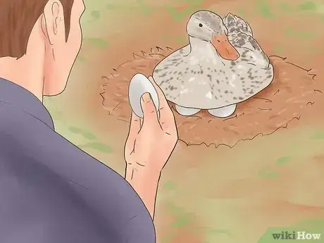 Image intitulée Breed Ducks Step 1