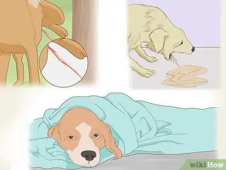Image intitulée Prevent Kidney Stones in Dogs Step 9