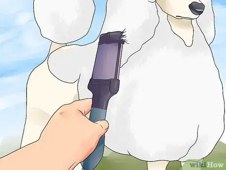 Image intitulée Blow Dry a Poodle Step 10