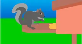 empêcher les écureuils de manger vos citrouilles