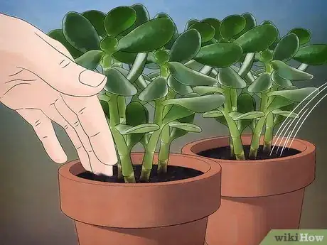 Image intitulée Grow a Jade Plant Step 7