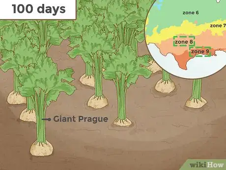 Image intitulée Grow Celery Step 2