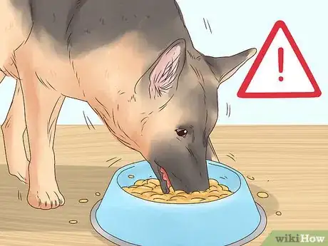 Image intitulée Stop a Dog from Eating Too Fast Step 11