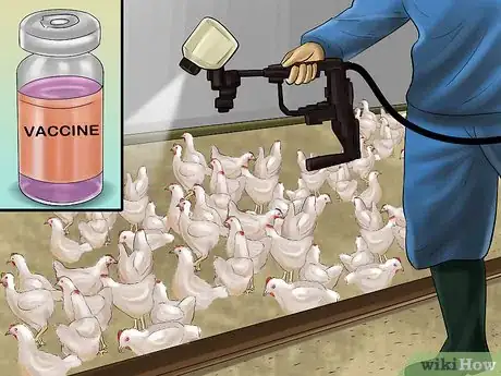 Image intitulée Vaccinate Chickens Step 34