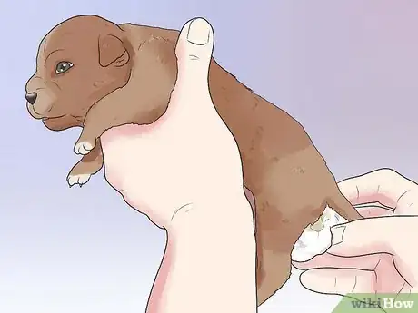 Image intitulée Tube Feed a Puppy Step 13