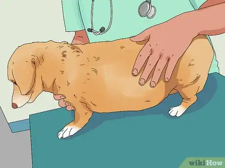 Image intitulée Determine if Your Dog Is Obese Step 9