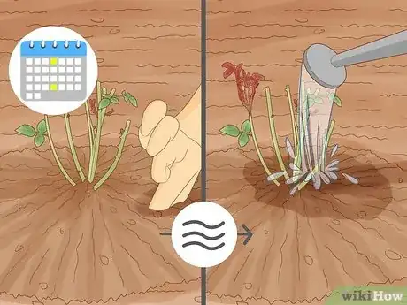 Image intitulée Plant a Climbing Rose Step 13