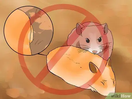 Image intitulée Breed Syrian Hamsters Step 10