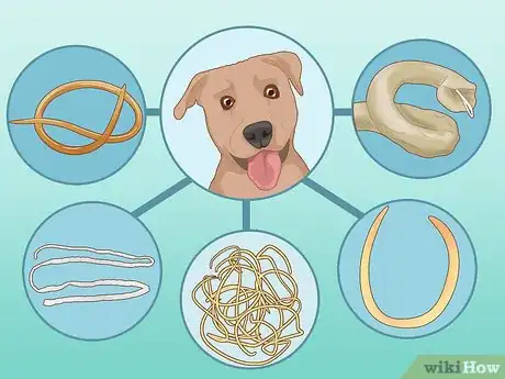 Image intitulée Prevent Worms in Dogs Step 12