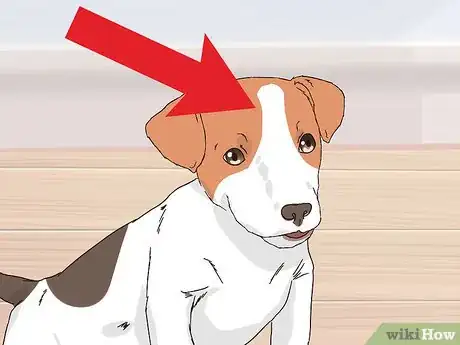 Image intitulée Choose a Jack Russell Puppy Step 5