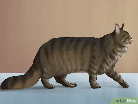 Image intitulée Identify a Maine Coon Step 1