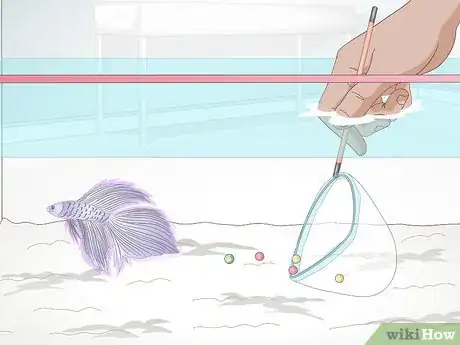 Image intitulée Feed a Betta Fish Step 3