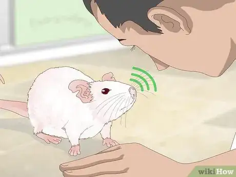 Image intitulée Treat Respiratory Disease in Rats Step 3