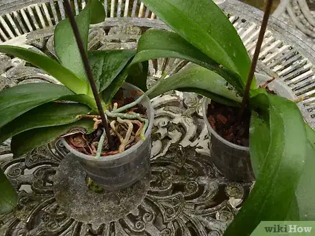 Image intitulée Repot an Orchid Intro