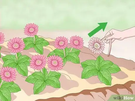 Image intitulée Grow Gerbera Daisies Step 14