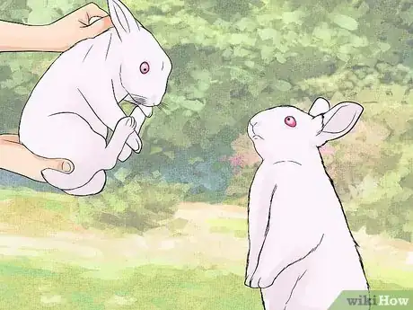 Image intitulée Care for Newborn Rabbits Step 2