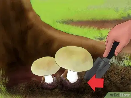 Image intitulée Identify a Death Cap Mushroom Step 3