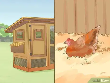 Image intitulée Tell if a Chicken is Sick Step 1