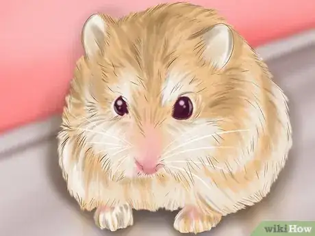 Image intitulée Care for Roborovski Hamsters Step 16