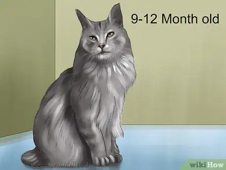 Image intitulée Identify a Maine Coon Step 6