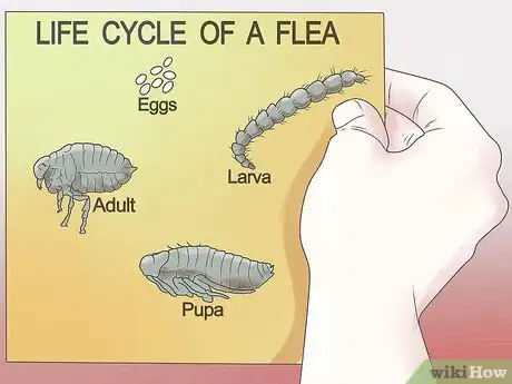 Image intitulée Get Rid of Fleas on a Puppy Too Young for Normal Medication Step 11