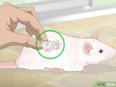 Image intitulée Treat Respiratory Disease in Rats Step 7