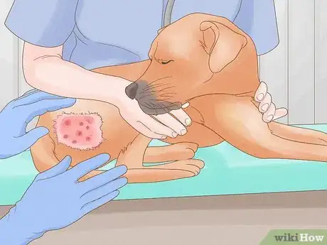 Image intitulée Diagnose and Treat Your Dog's Itchy Skin Problems Step 21