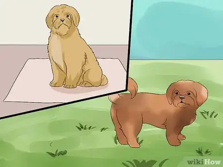 Image intitulée Train Your Shih Tzu Step 2