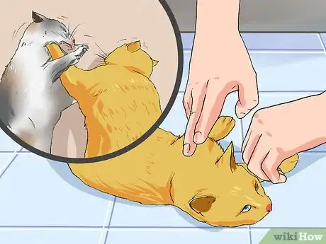 Image intitulée Clean a Cat Wound Step 13