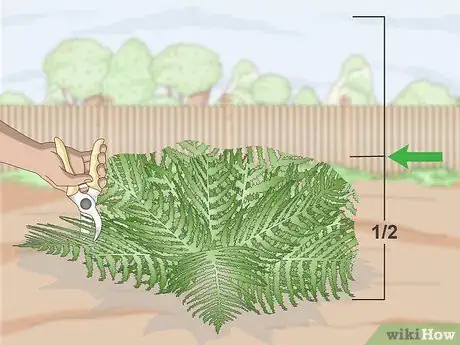 Image intitulée Prune Ferns Step 5