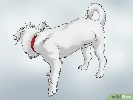 Image intitulée Recognize Signs of Hip Dysplasia in Dogs Step 12
