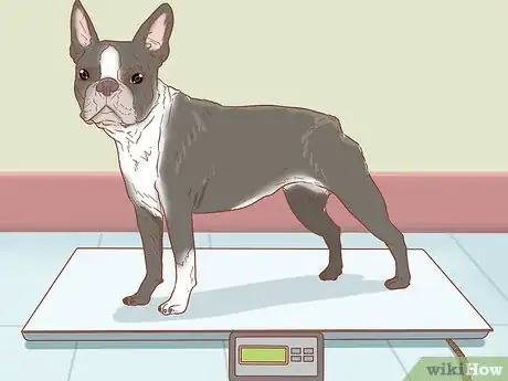 Image intitulée Keep a Dog in Good Health Step 3
