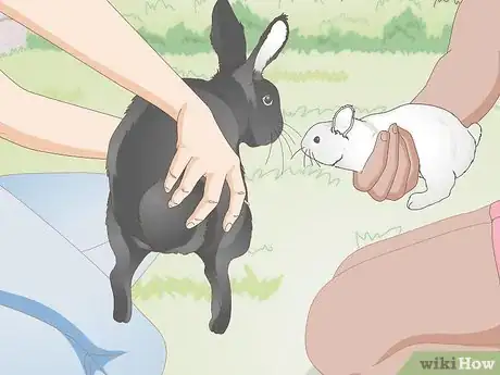 Image intitulée Hold a Rabbit Step 10