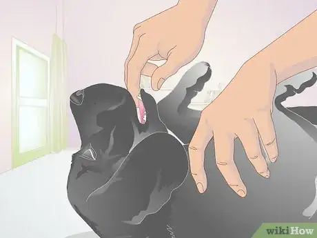Image intitulée Perform CPR on a Dog Step 6