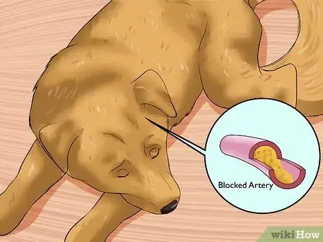 Image intitulée Recognize a Stroke in Dogs Step 10
