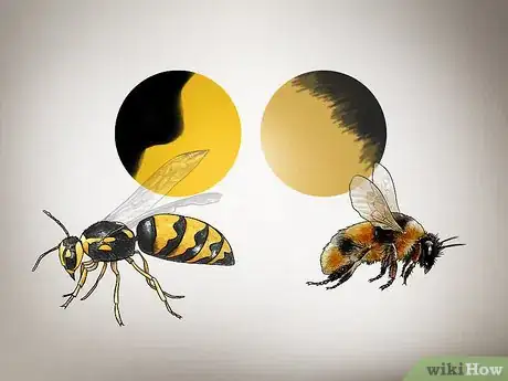 Image intitulée Identify Wasps Step 9