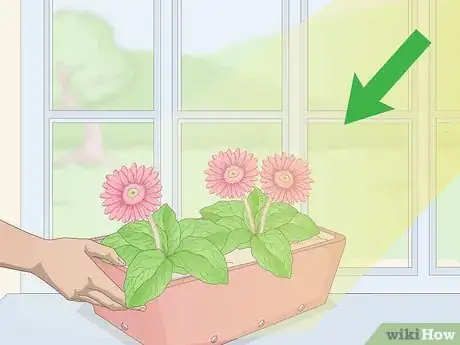 Image intitulée Grow Gerbera Daisies Step 20