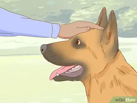 Image intitulée Identify a German Shepherd Step 11