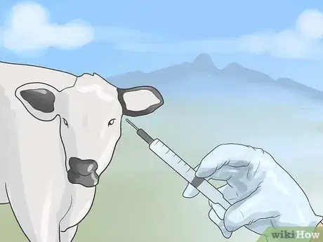 Image intitulée Have a Pet Cow Step 11