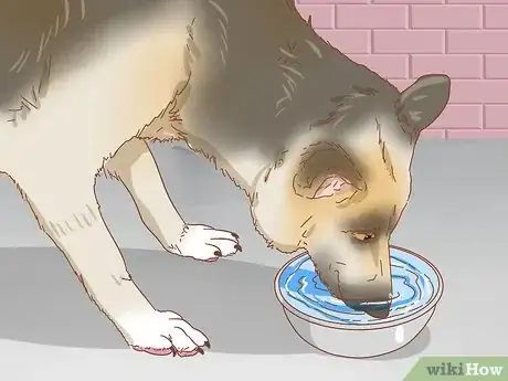 Image intitulée Keep a Dog in Good Health Step 5
