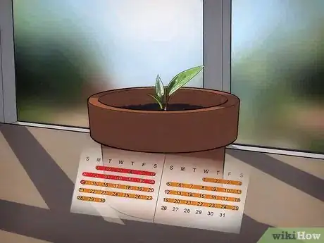 Image intitulée Grow an Avocado Tree Step 11
