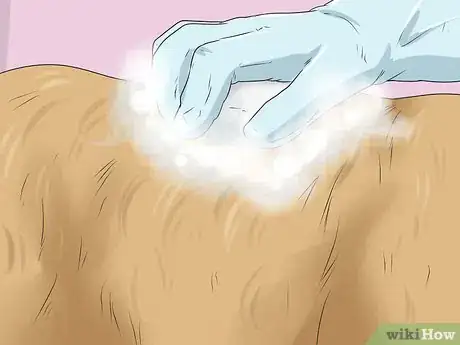 Image intitulée Give Your Large Dog a Bath Step 16