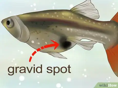 Image intitulée Find Out if Your Guppy Is Pregnant Step 2