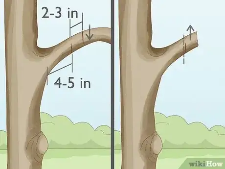 Image intitulée Prune a Crabapple Tree Step 3